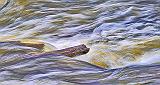 Log In Spring Runoff_P1030860